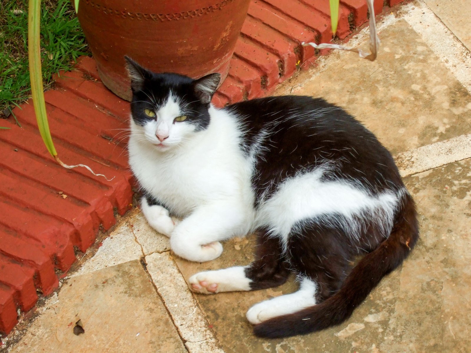 Cuba Home Cats 50